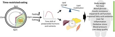 Time Restricted Eating: A Dietary Strategy to Prevent and Treat Metabolic Disturbances